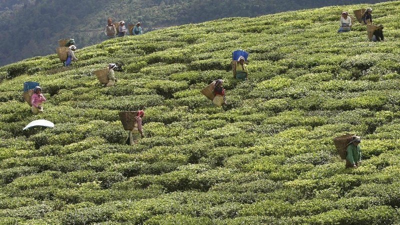 Sikkim Tea plantation