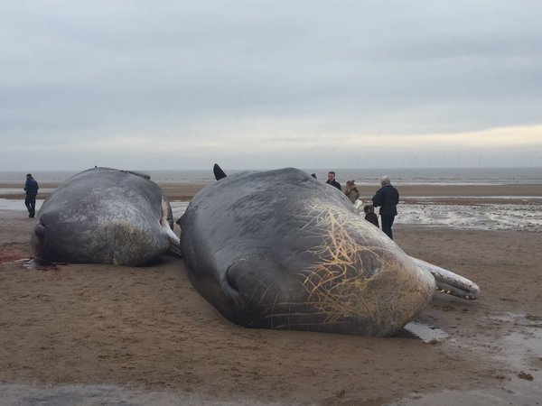 dEAD SPERM WHALES