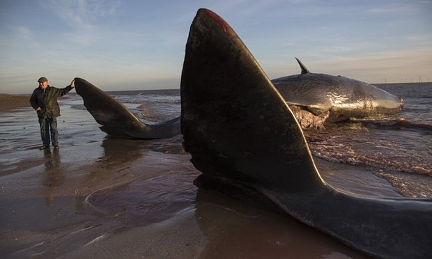 Dead sperm whale