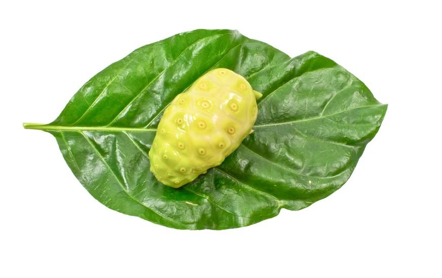 Noni Leaf