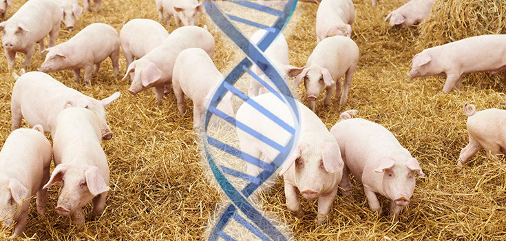 GMO pigs