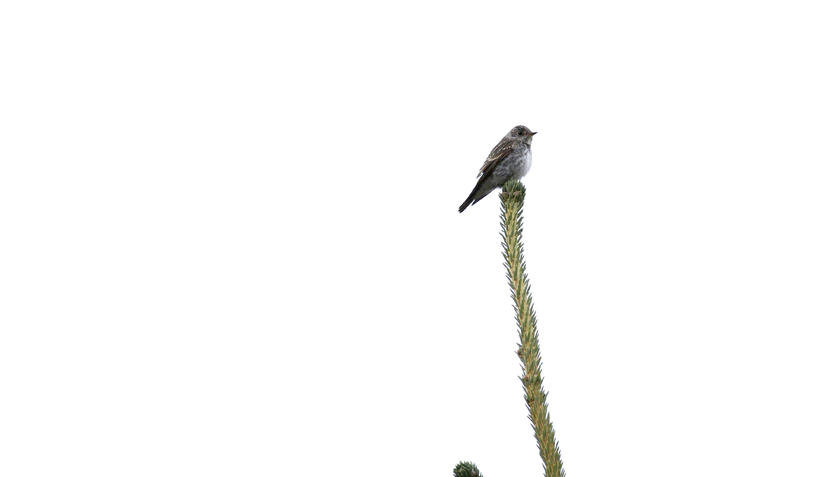 Dark-Sided Flycatcher