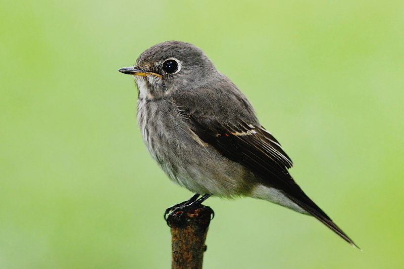 Dark-sided Flycatcher