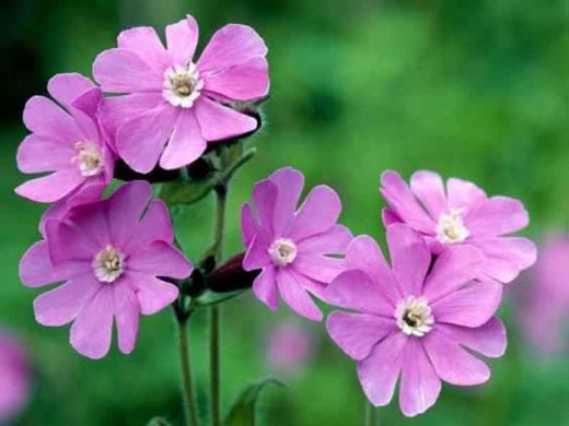 Red campion