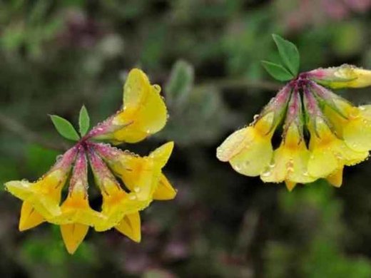 Horseshoe vetch