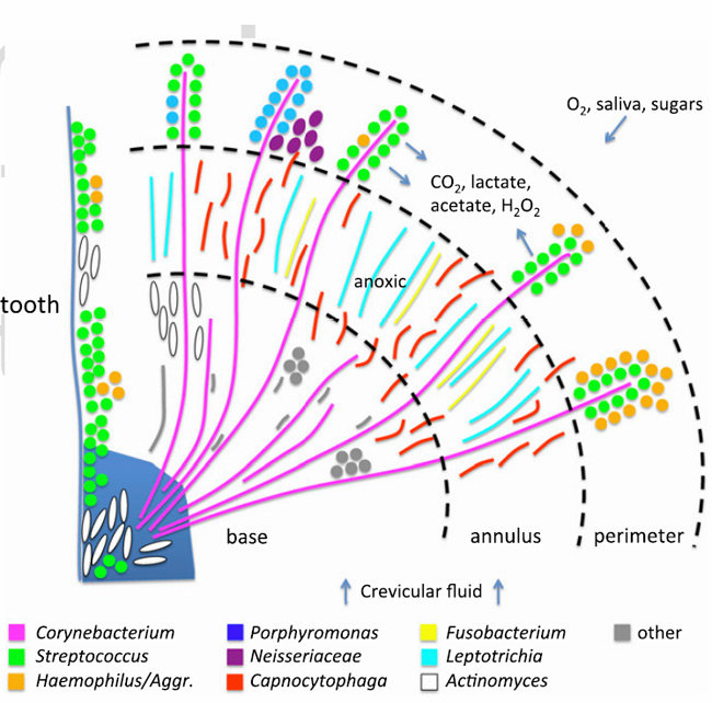 plaque microbiome