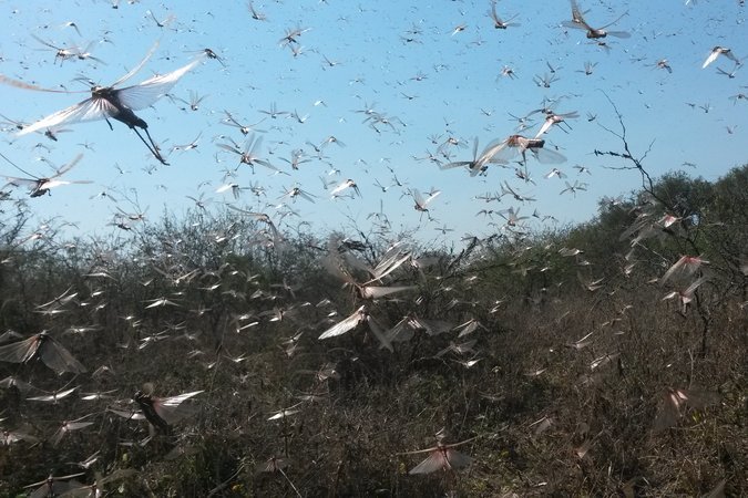 Click to enlarge swarm of locusts