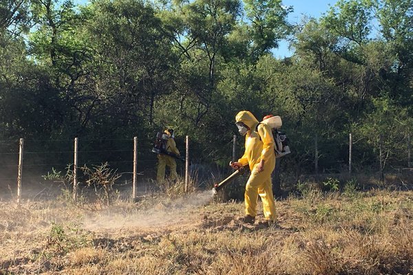 man spraying locusts