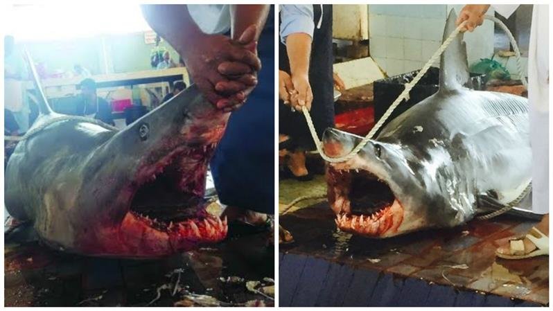 Click to enlarge shark