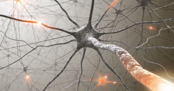 Brain
