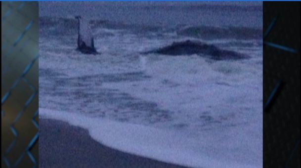 Click to enlarge Dead humpback whale