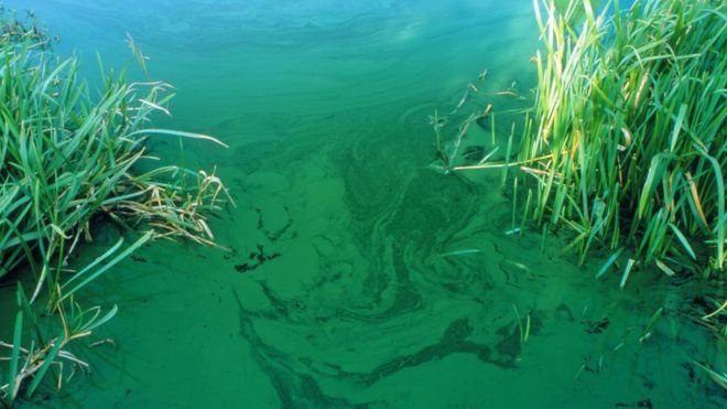 toxic algae