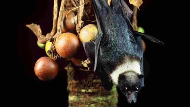 Click to enlarge Flying foxes