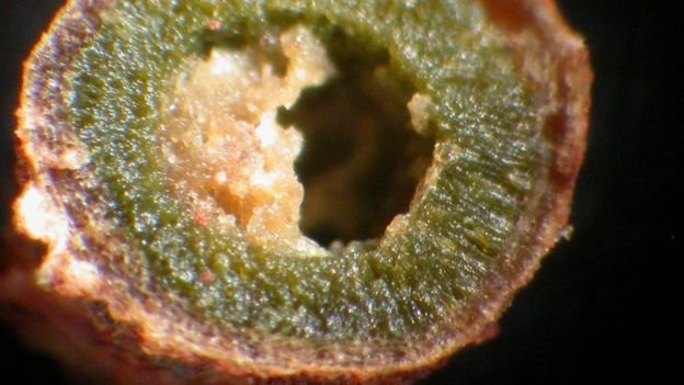 Click to enlarge cycad roots