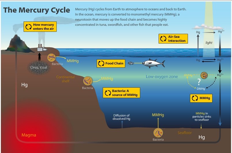 mercury cycle