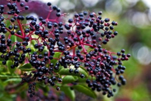 Click to enlarge Elderberry