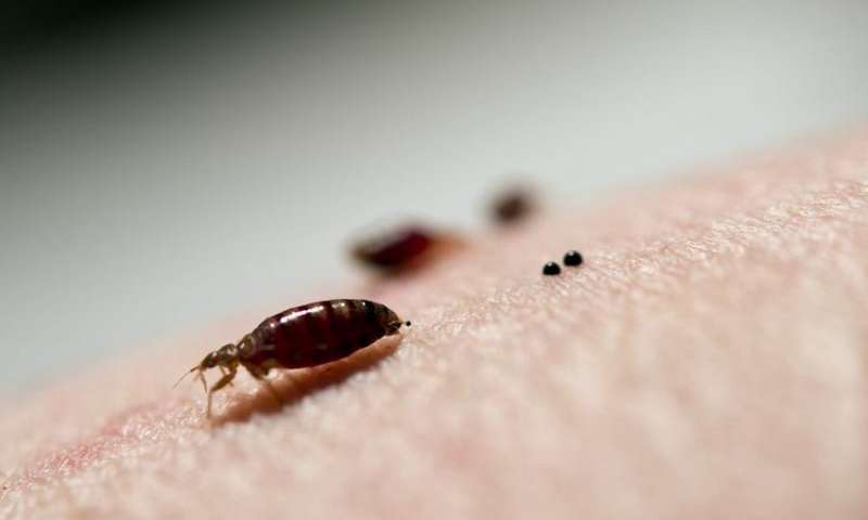 Click to enlarge bedbug