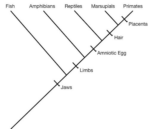 Click to enlarge evolutionary tree