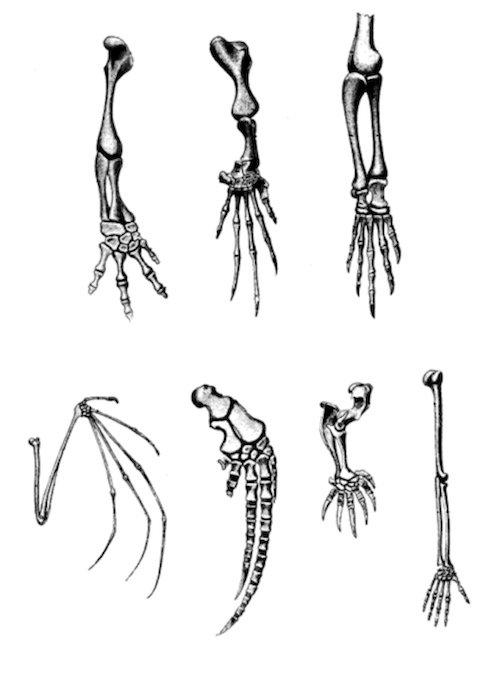 Click to enlarge bone limbs