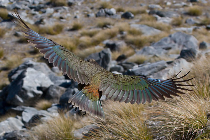 Click to enlarge bird
