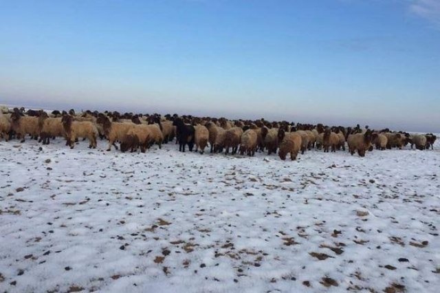 Saudi Arabia snow