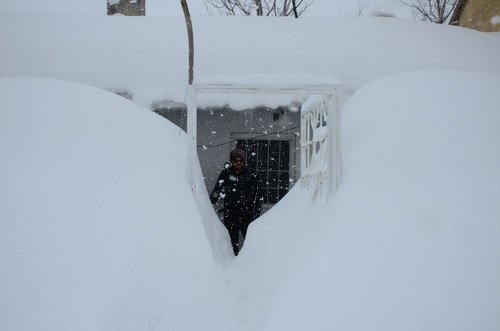 Snowdrift Turkey