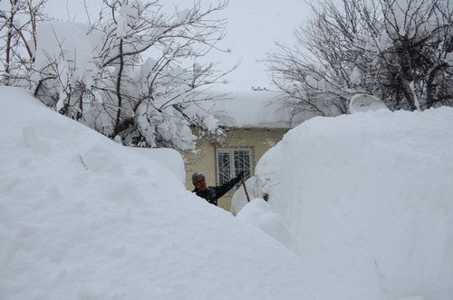 Snowdrift Turkey