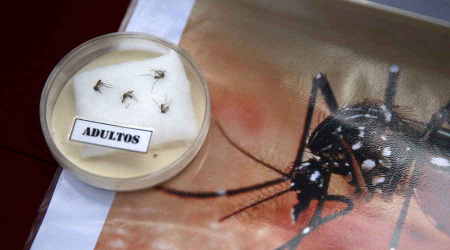 zika virus mosquito