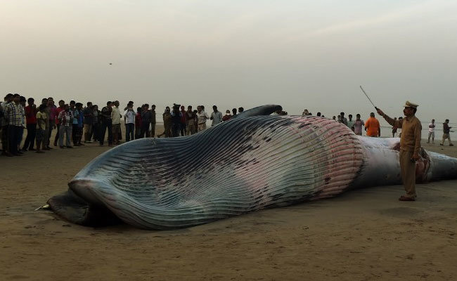 Dead whale