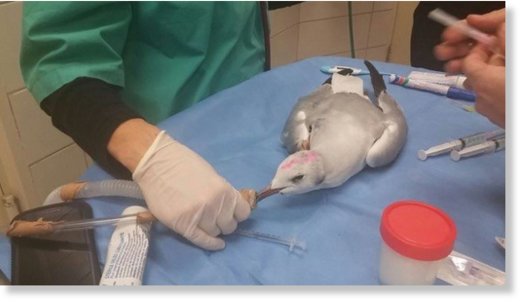 A poisoned seagull being treated 