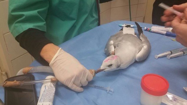 A poisoned seagull being treated 