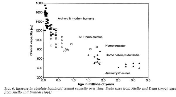 Expensive-Tissue Hypothesis brain growth