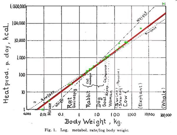 Kleiber law graph