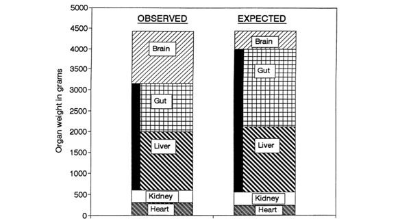 Expensive-Tissue Hypothesis organ weight graph