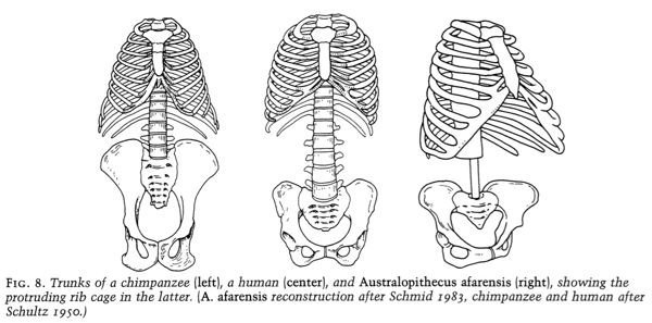 Expensive-Tissue Hypothesis rib cage diagram