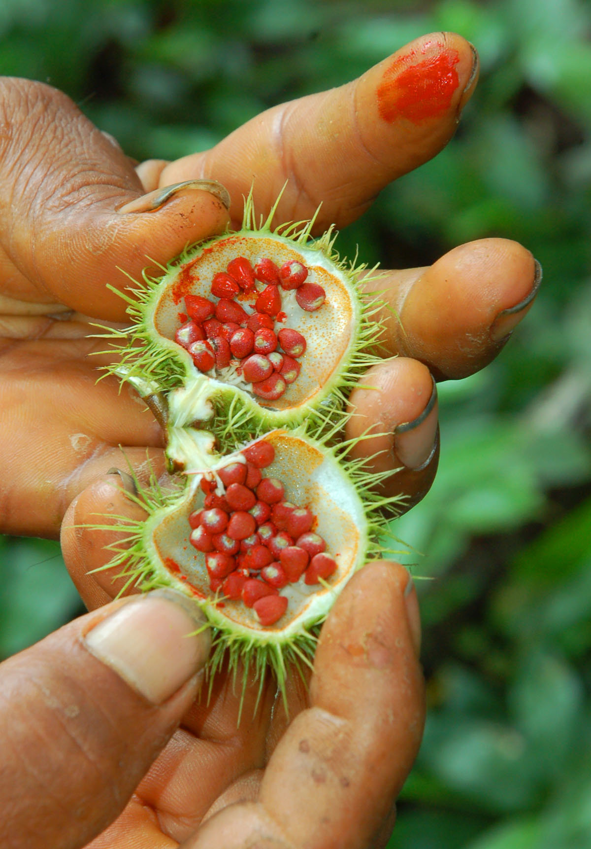 Achiote pod 