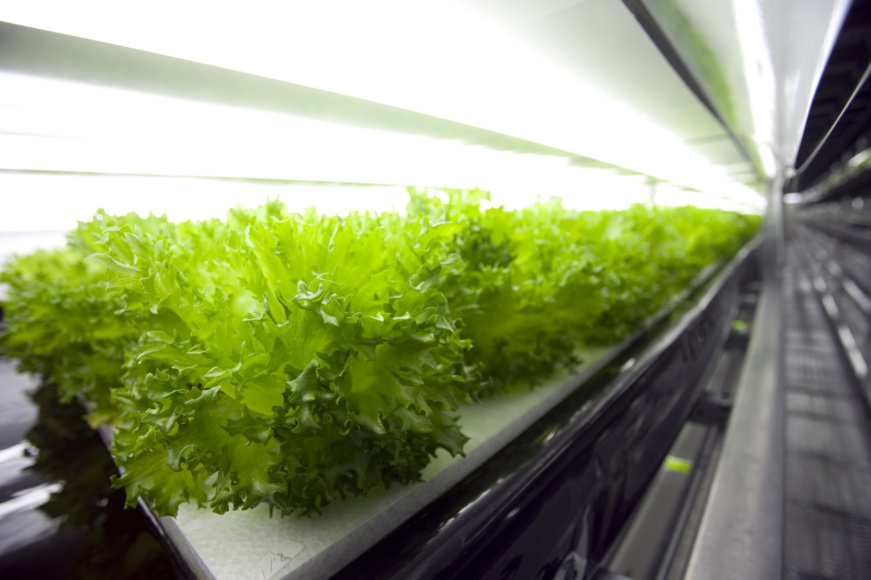 Lettuce farm