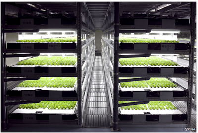 Verical lettuce farm