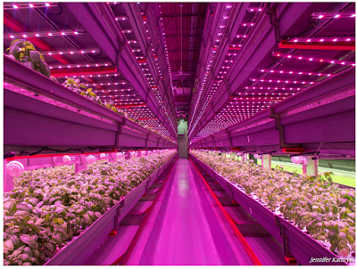 Japanese lettuce farm
