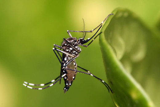 Click to enlarge Aedes aegypti mosquito.