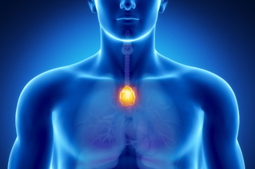 Click to enlarge thymus gland