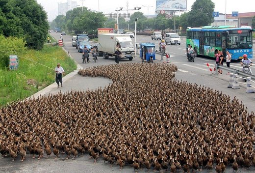 Click to enlarge ducks