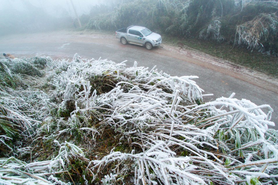 White-dusted tropical foliage is seen at the Nam Et-Phou Louey National Park in Laos. 