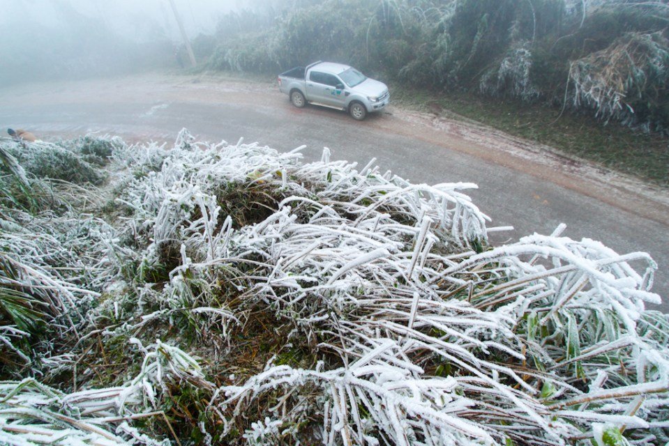 Click to enlarge White-dusted tropical foliage is seen at the Nam Et-Phou Louey National Park in Laos.