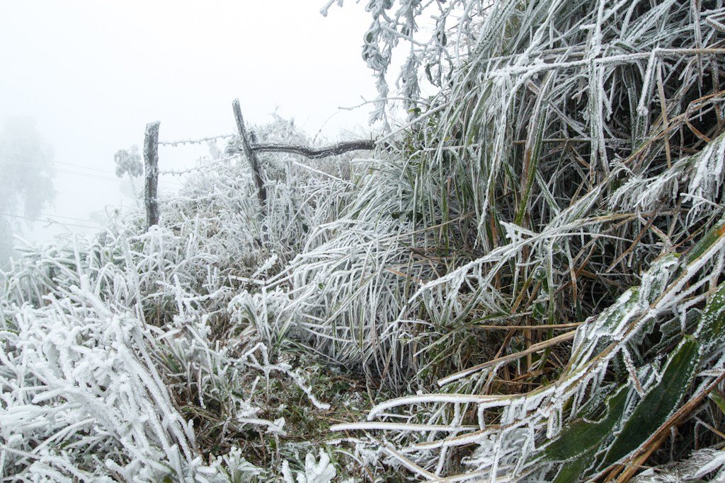 White-dusted tropical foliage