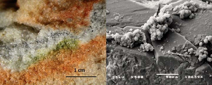 fungi grow mars