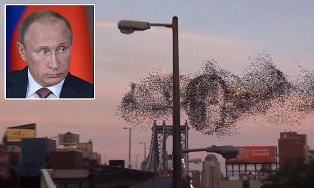 Putin birds