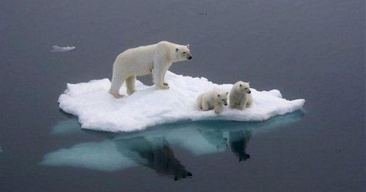Click to enlarge 3 Polar Bears