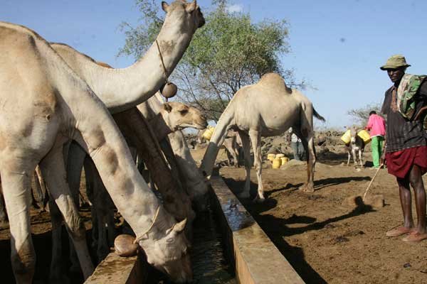 A herder waters his camels