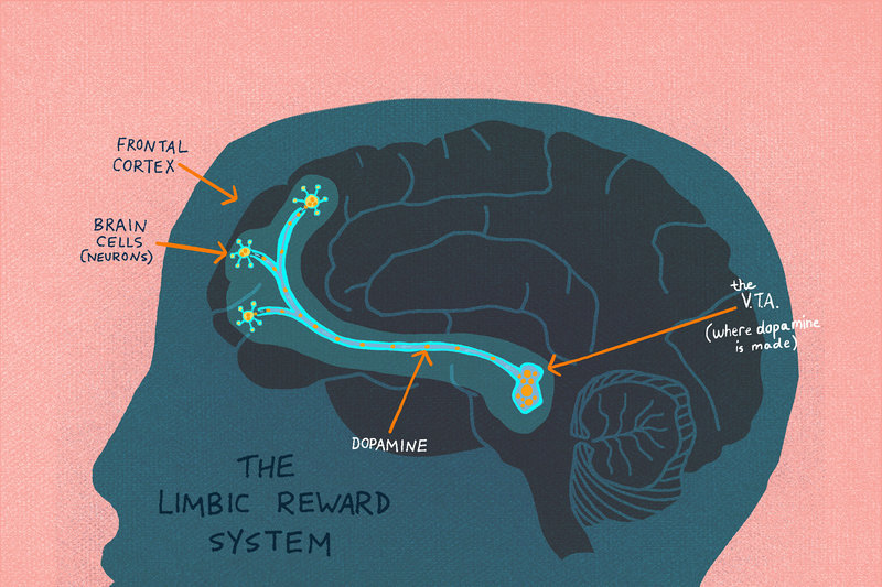 Click to enlarge Limbic reward system